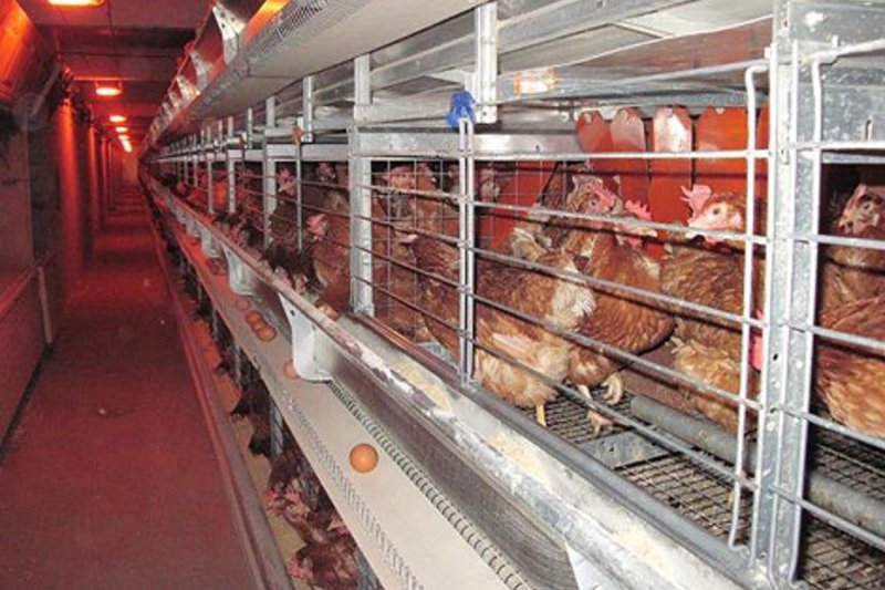 Conformes à la directive 1999/74/CE : les systèmes avicole pour l’élevage en groupe
