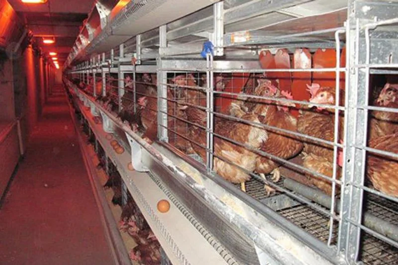 The enriched poultry systems at Kruščić and Karađorđevo farms comply with the EU Welfare Directive