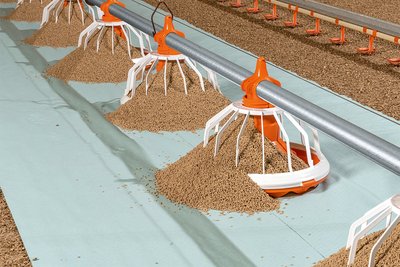 Відгодівля бройлерів: немає необхідності в розподілі корму для курчат вручну