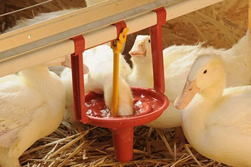 Innovative Schalentränke Pekino für die Entenhaltung 