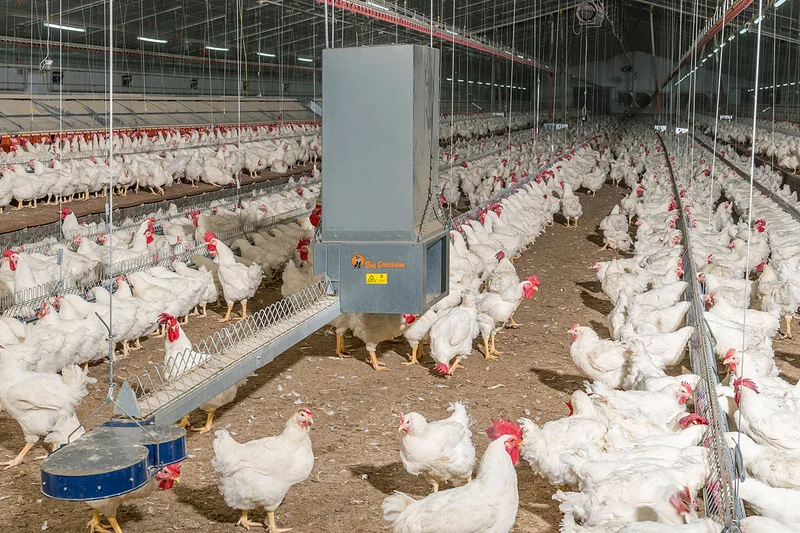 Poultry house with MaleChain Poultry house with MaleChain