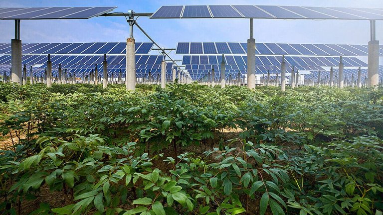 Solar panels and field