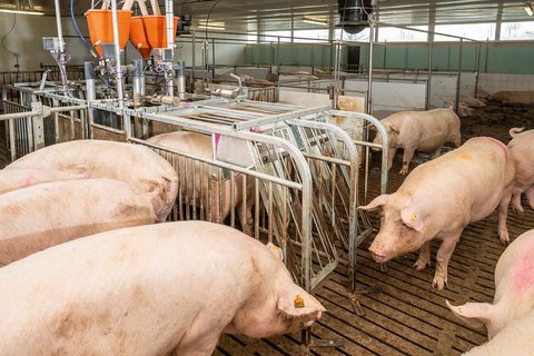 Individual sow feeding with CallBackpro