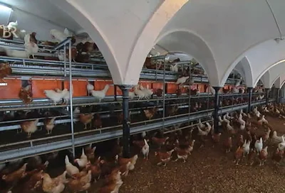 Bodenhaltung in historischem Ambiente Bodenhaltung: Legehennen in einem historischen Stallgebäude