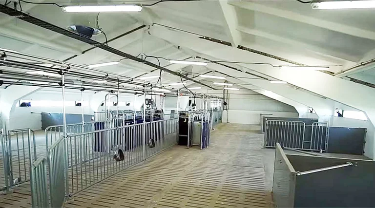 Vista della zona di gestazione: stabulazione in gruppo con il sistema CallMaticpro ESF