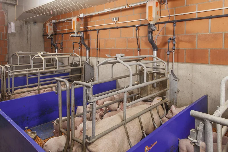View of a sow house with farrowing pens 