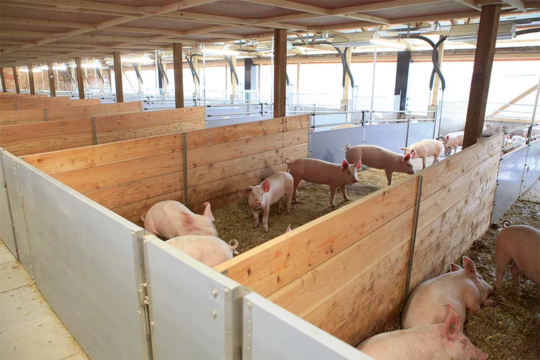 Blick in einen Offenfront-Schweinemaststall Blick in einen Offenfront-Schweinemaststall