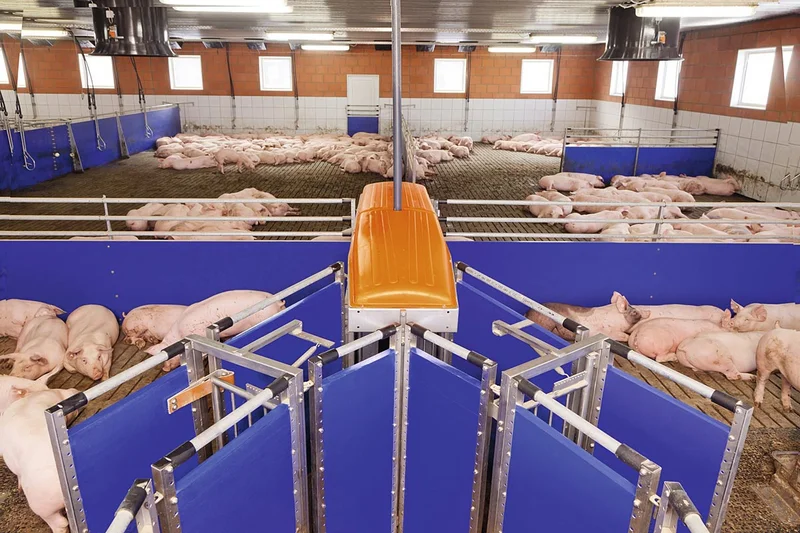 Prospektphoto von der Sortierschleuse für den Einsatz in der Schweinemast
