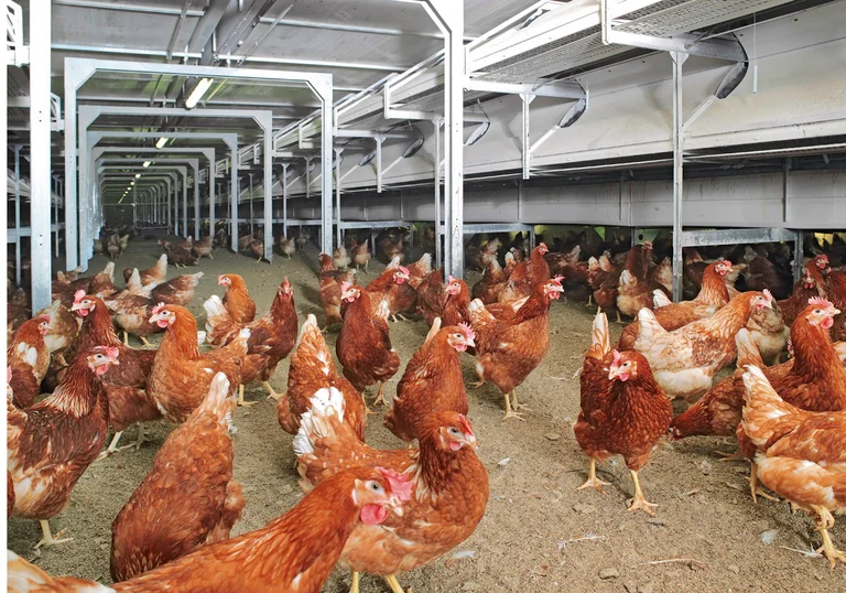 Producție eficientă de ouă cu NATURA Nova Twin Producție eficientă de ouă cu NATURA Nova Twin