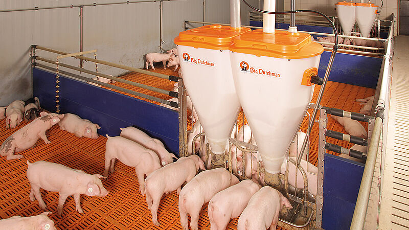 Successful piglet rearing 