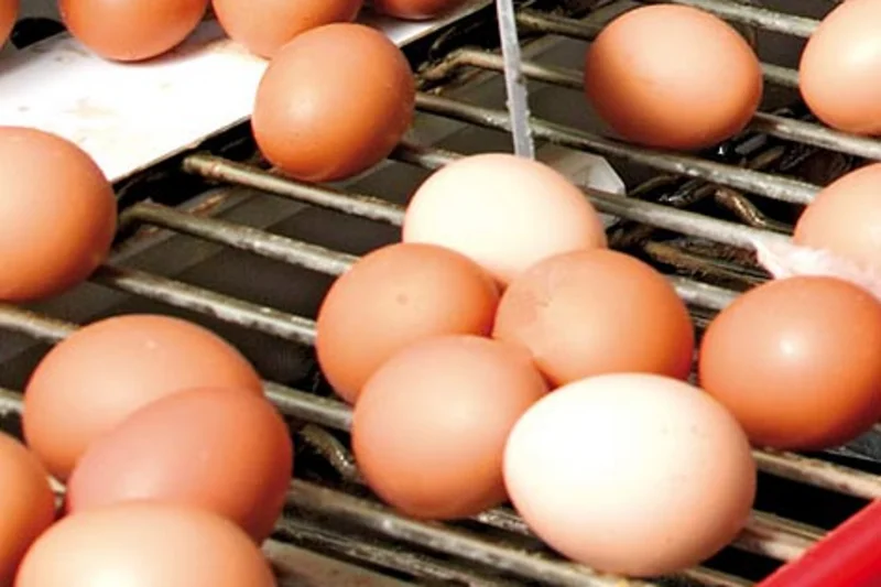 Eggs are large vitamin pills that happen to taste good Poultry systems for egg production, poultry growing, turkey production, for breeder management and poultry climate control.