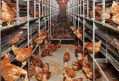 Informative leaflet on new poultry housing system Informative leaflet on new poultry housing system
