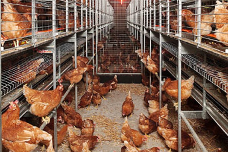 Informative leaflet on new poultry housing system