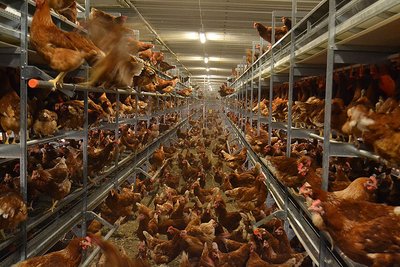 Birds on the floor and on the levels of the aviary system 