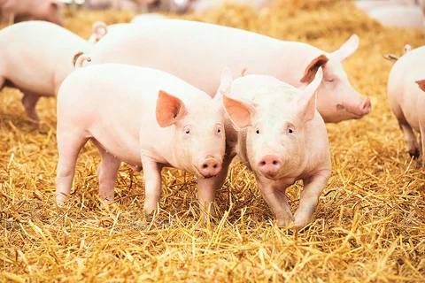 PureLine | Bunăstarea animalelor
