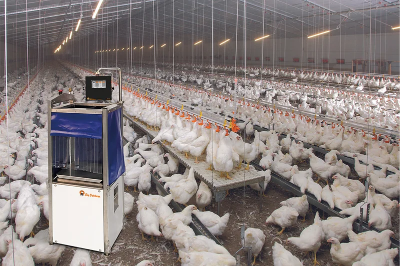 From cages to aviaries: practical solutions for poultry house renovations Heidy