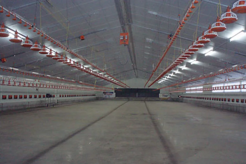 Poultry growing in new house equipped with Big Dutchman poultry systems