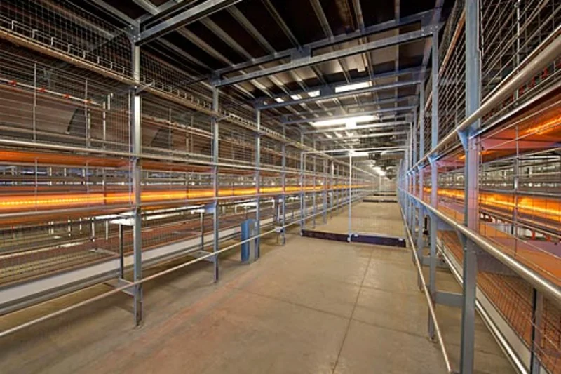 Inside the poultry house: Natura70 for barn egg production Inside the poultry house: Natura70 for barn egg production