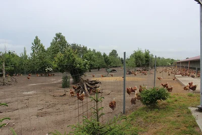 Blick auf das Gelände der Freilandhaltung Blick auf das Gelände der Freilandhaltung