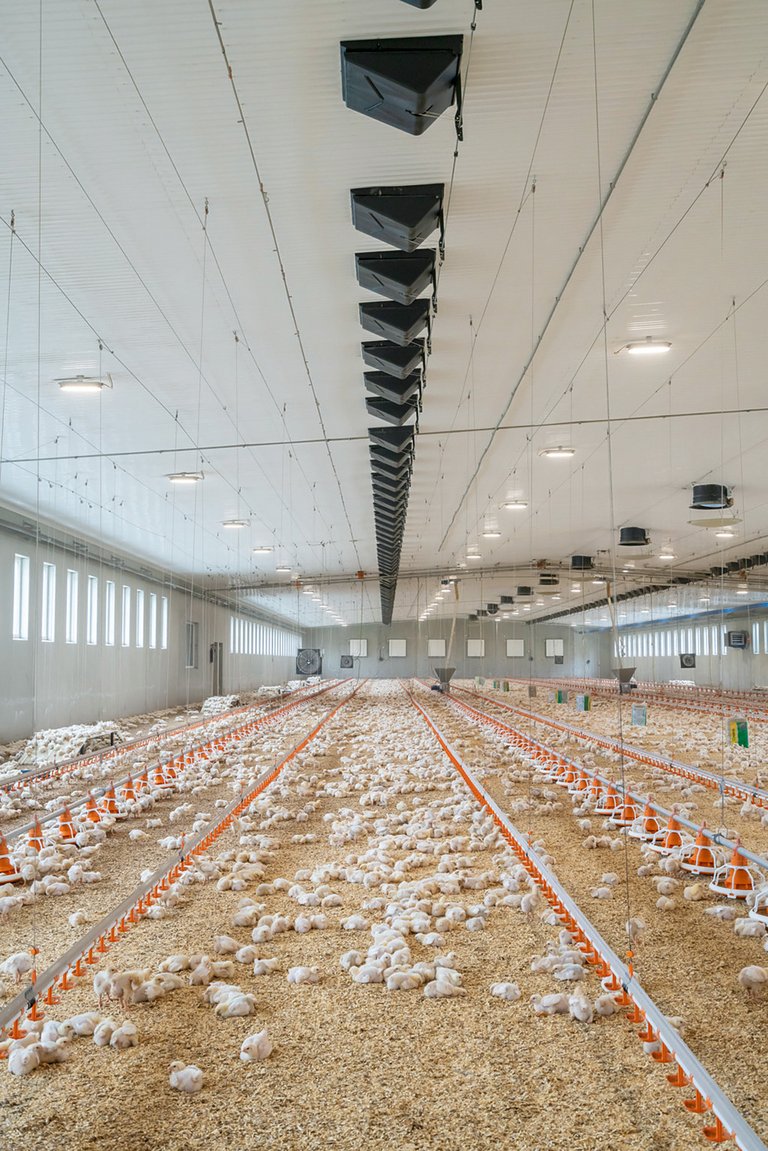 Broiler growing