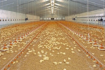 L'intérieur du bâtiment avec les poussins