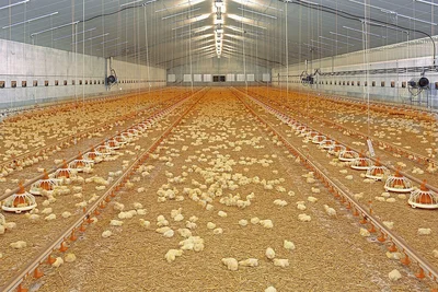 L'intérieur du bâtiment avec les poussins L'intérieur du bâtiment avec les poussins