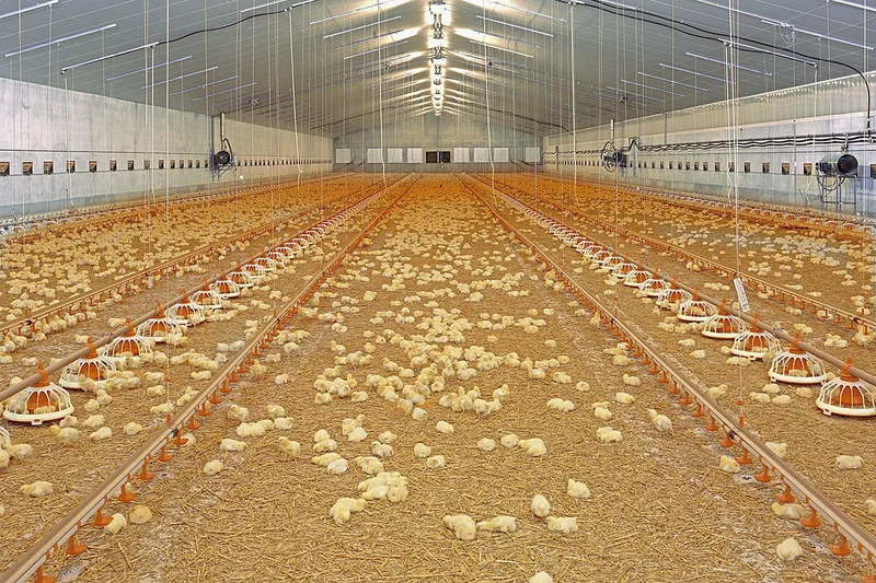 How the climate can negatively affect broiler health Inside of a poultry house with chicks