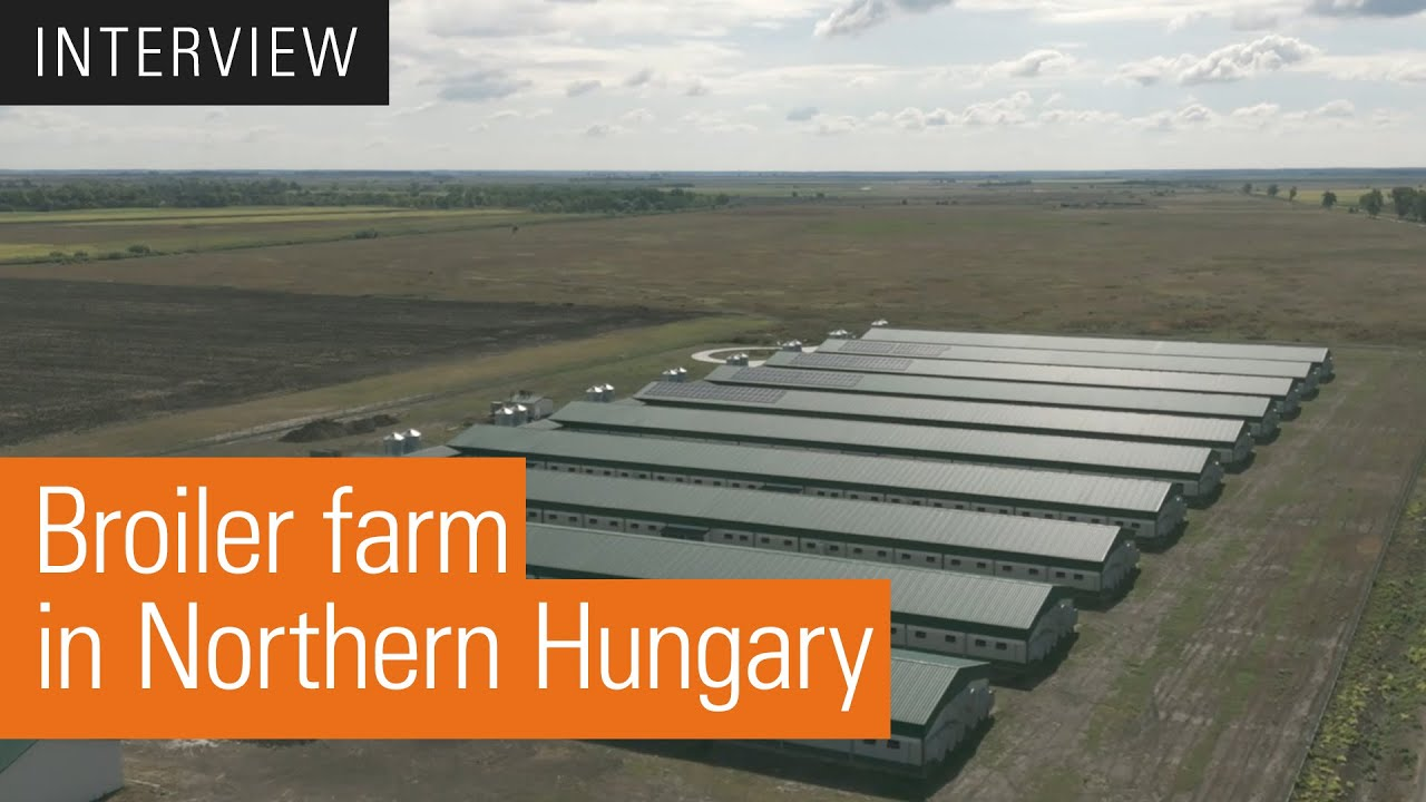 Successful broiler production in Hungary | Szentistváni Mezőgazdasági Zrt.