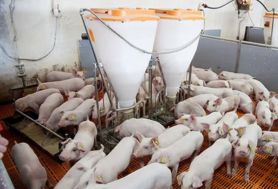 Porco Bello : matériel d'élevage et systèmes d'alimentation pour l'engraissement des porcs Porco Bello : matériel d'élevage et systèmes d'alimentation pour l'engraissement des porcs
