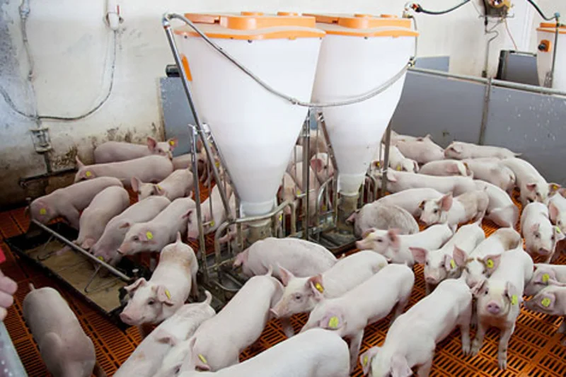 Porco Bello: Pig equipment and pig feeding systems for pig finishing