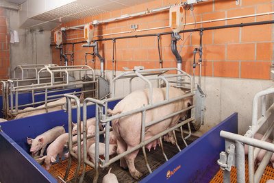 Alimentazione scrofa