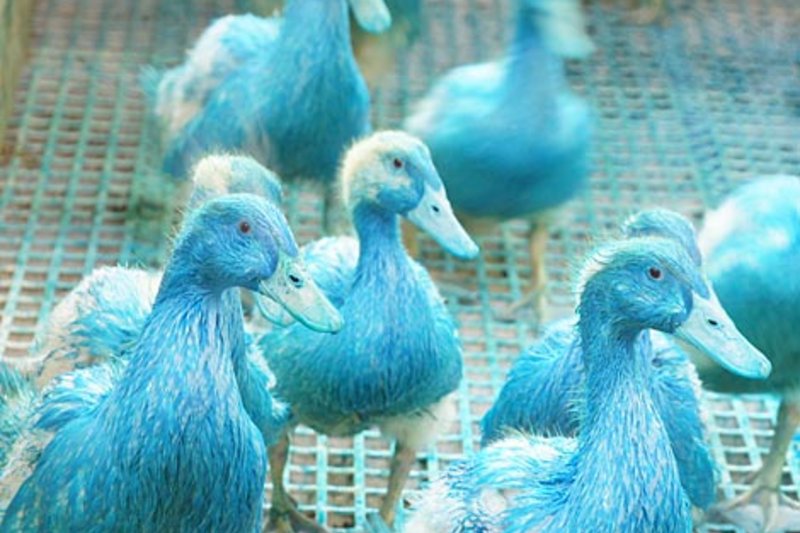 Von Kopf bis Bürzeldrüse blau gefärbte Enten