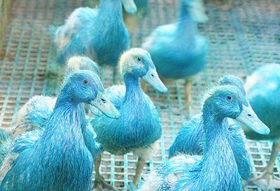 Bebederos de copa innovadores para el manejo de patos 