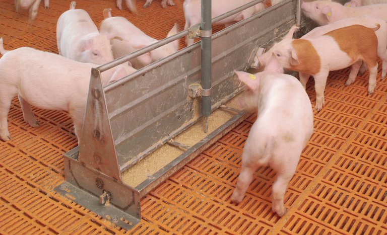 Manejo de cerdos: HydroMix Sensor (alimentación líquida)