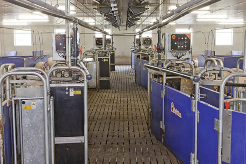 Modern sow management with electronic sow feeding systems CallMatic pro
