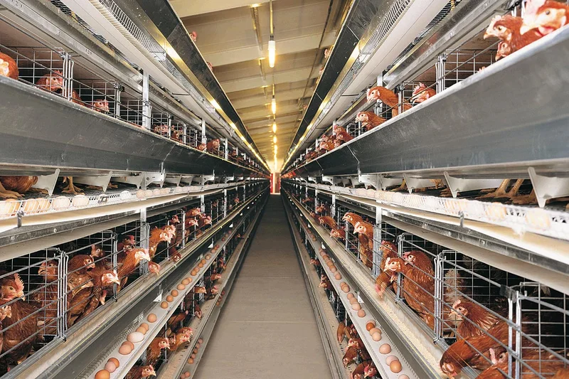 Poultry cages with layer hens