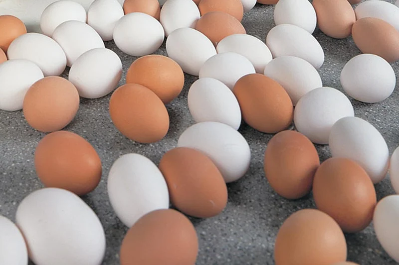 Egg production with Big Dutchman equipment Egg production with Big Dutchman equipment