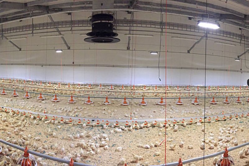 Photo panoramique de l’intérieur du nouveau bâtiment d’engraissement de poulets de chair