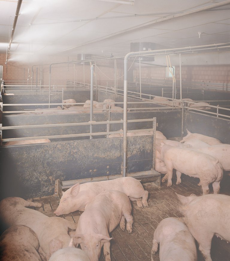 Climatización de naves CombiCool para granjas de engorde de cerdos 
