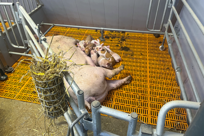 Free-movement DKD Free-movement DKD