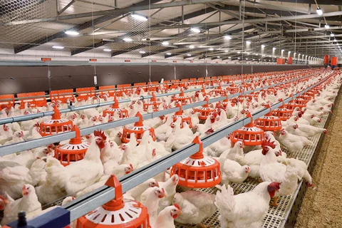 ReproMatic & FluxxBreeder feeding system