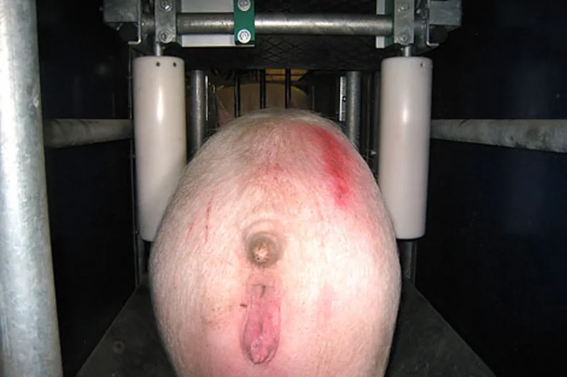 Effective sow management Effective sow management