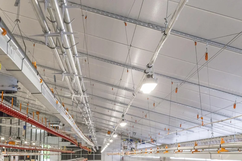 Lifted perches in a poultry house for broiler breeders
