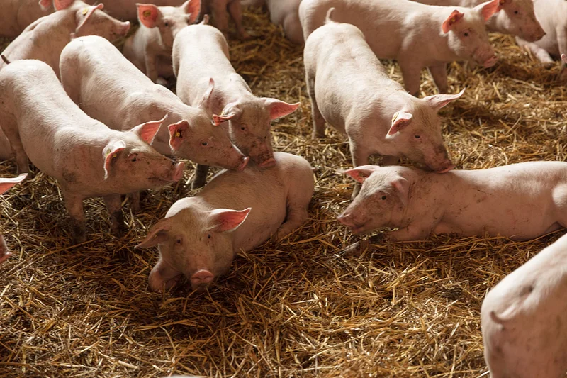 Xaletto: the economic management system for closed houses with straw bedding