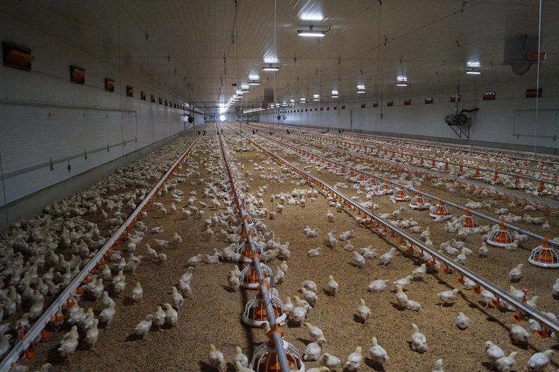 Vista de pollos, platos comederos y líneas de bebederos 