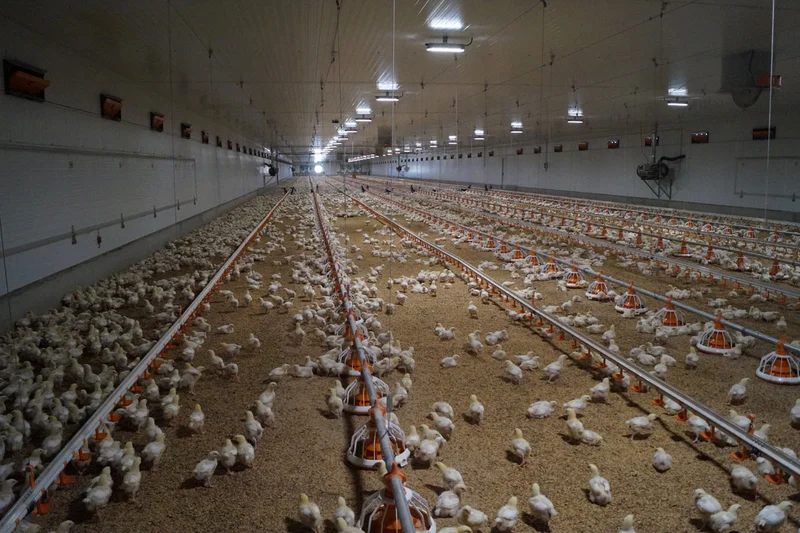 Vista de pollos, platos comederos y líneas de bebederos Vista de pollos, platos comederos y líneas de bebederos