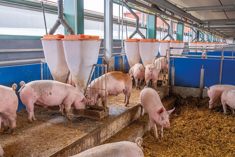 Automatic feeders on a platform