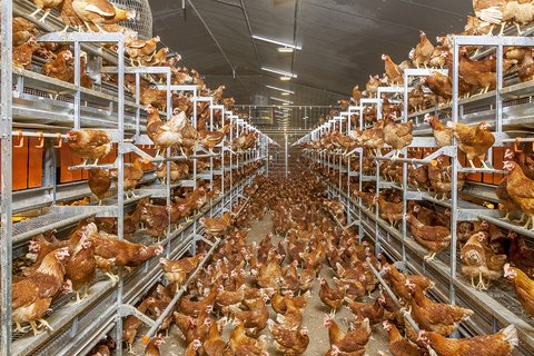 NATURA Step aviary system (barn, free-range and organic egg production)