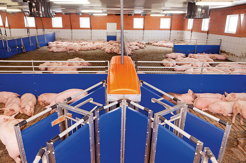TriSort sorting scale for pig finishing 