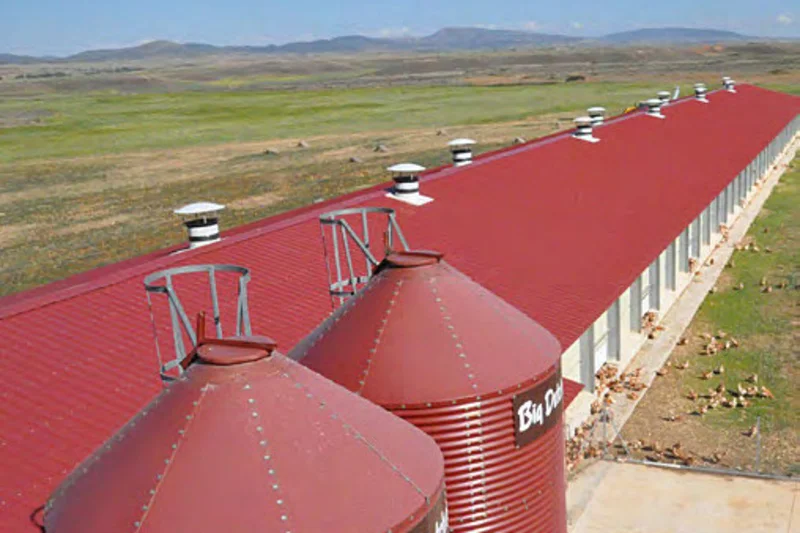 Nueva construcción con gallinas ponedoras Nueva construcción con gallinas ponedoras